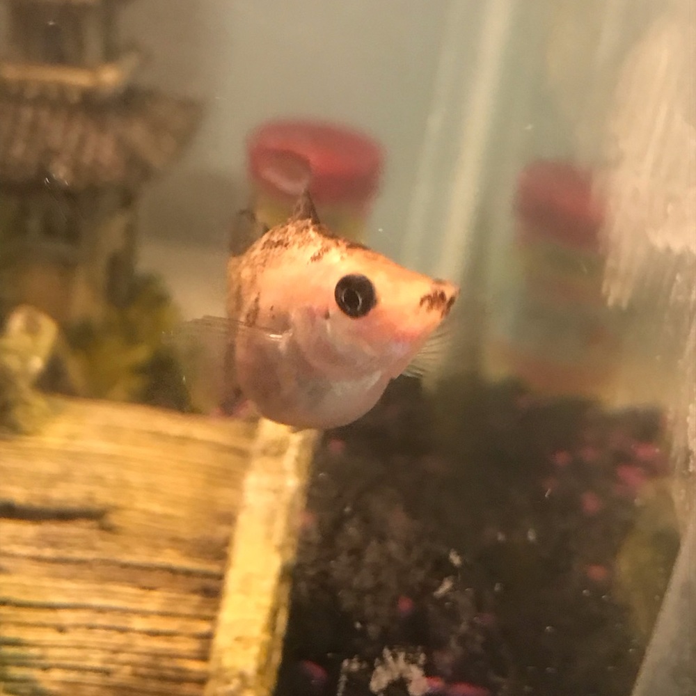 Meet your Posher, Shayla